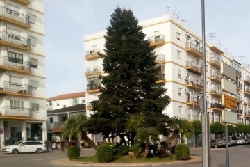 Pinsapo de la Plaza Concepción García Redondo en Ronda