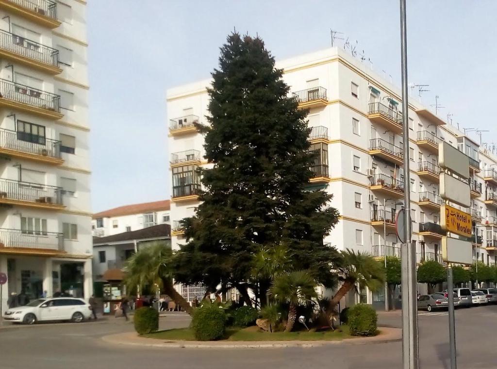 Pinsapo de la Plaza Concepción García Redondo en Ronda